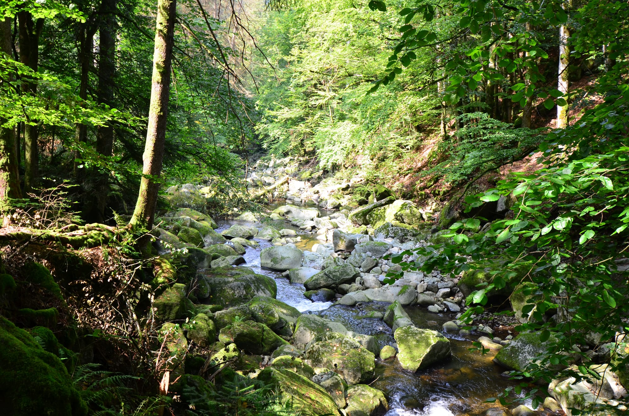 Buchberger Leite: Zwischen Freyung und Ringelai