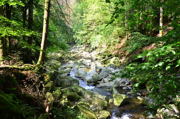 Buchberger Leite: Zwischen Freyung und Ringelai